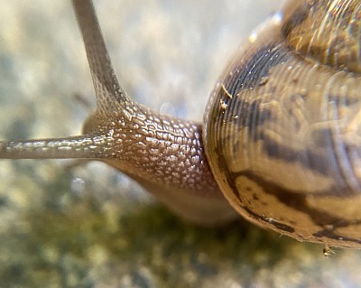 snail slowness