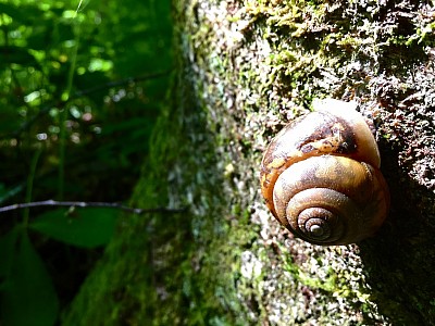 snail